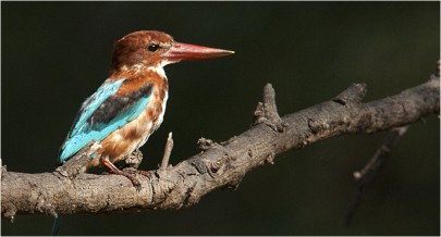 vanue-image